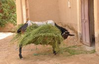 El valle del Ziz, al paso de muchas rutas por Marruecos