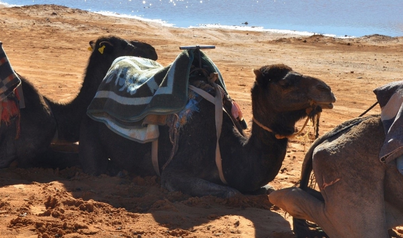 Excursión en camello – Rutas por Marruecos –