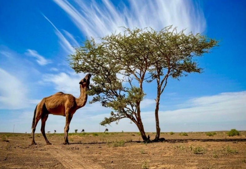 Ruta “express” desde Ouarzazate y vuelta a Ouarzazate 