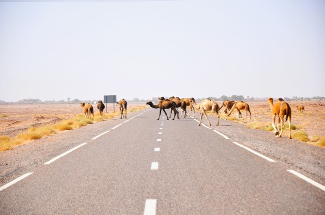 M’Hamid El Ghizlane: la puerta de entrada al desierto de Chigaga 3 rutas por marruecos ali MHamid el Ghizlane 11