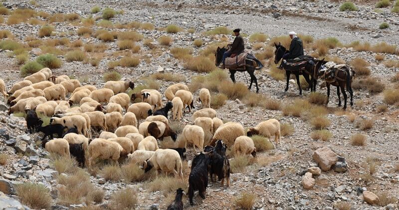 Foros de Marruecos: consejos y experiencias sobre rutas 4 Pastores y rebaño durante una ruta por Marruecos