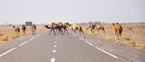 Dromedarios cruzando una carretera durante una ruta privada por Marruecos