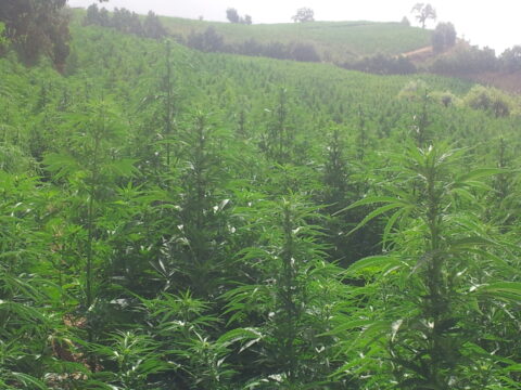 rutas por marruecoa ali cannabis