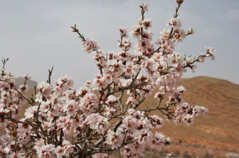 rutas por marruecos ali valle de ameln rutas por marruecos que ofrece uno de los mejores oasis