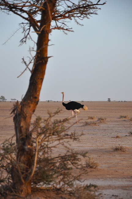 rutas por marruecos ali chigaga o merzouga 3