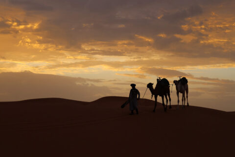 Dromedarios al atardecer en las dunas de Erg Chebbi, Marruecos